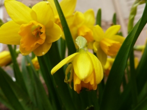 Close up of mini daffodils