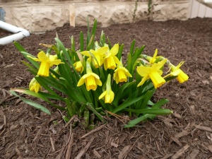 Tete-a-tete mini daffodils