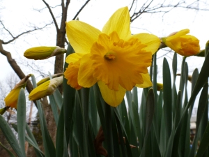 Yellow Daffodils in front yard