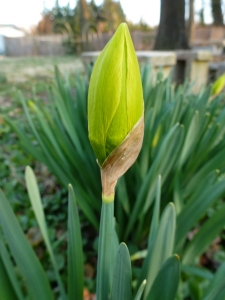 Developing Daffodil bloom