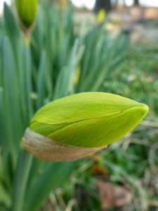 Developing daffodil