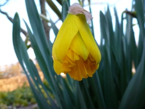 Daffodil beginning to open