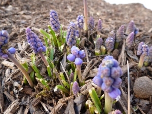 Grape Hyacinth sprouts